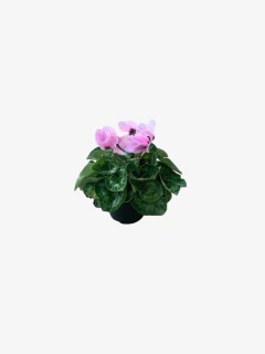 Violeta de los Alpes - comprar online
