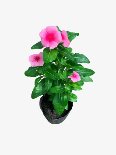 Vinca Pervinca en internet