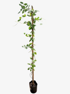 Lonicera Japonica - tienda online