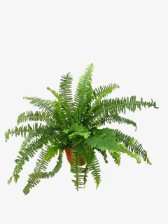 Helecho Emerald - comprar online