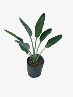 Strelitzia reginae - comprar online