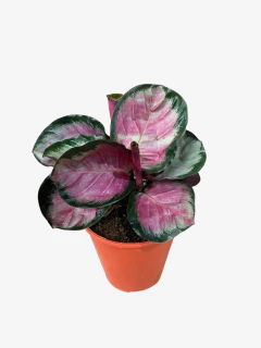 Calathea Rosy - comprar online