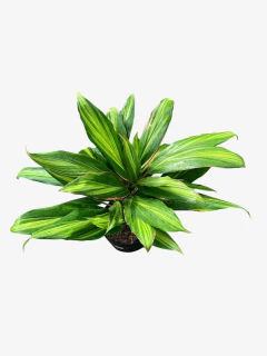 Dracena Kiwi en internet