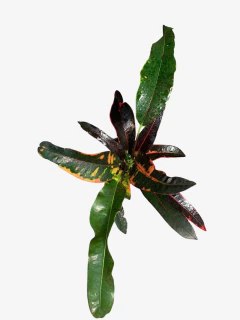 Crotón De Fuego