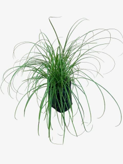Carex Divulsa - comprar online