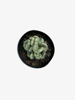 Cactus Cerebrito - VallsGarden