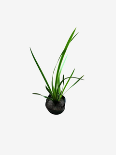 Sisyrinchium Glauca - VallsGarden