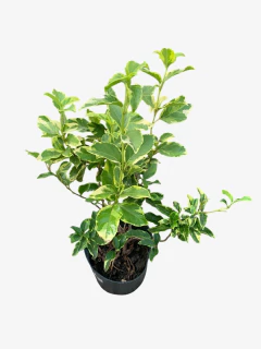 Laurentino variegado - comprar online