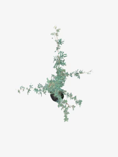 Chañar - VallsGarden