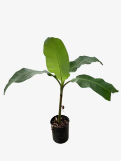 BANANERO - comprar online