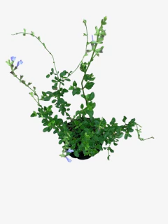 Salvia African Sky en internet
