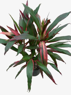 Dracena Cordyline - comprar online