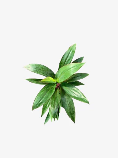 Dracena Rubra - comprar online