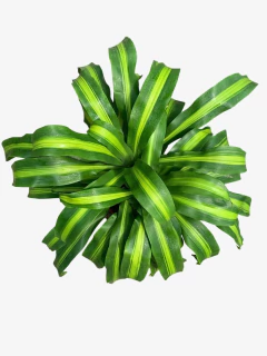 Dracena Masageana - comprar online