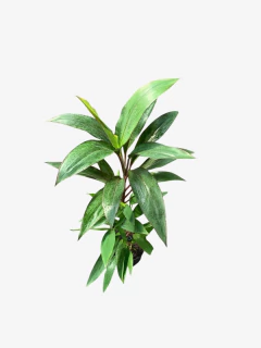 Dracena Rubra en internet