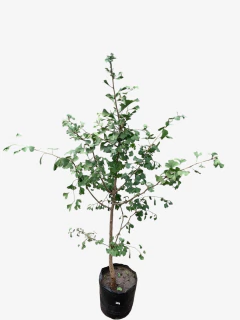 Ginkgo Biloba - comprar online