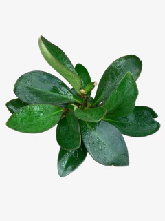 Peperomia Clusifolia - comprar online