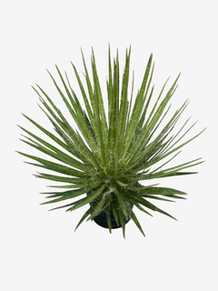 Agave Schidigera White Sprite - VallsGarden