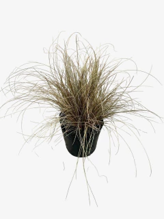 Carex Bronzinia - comprar online
