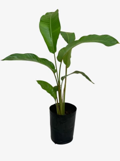 Heliconia Angusta - tienda online