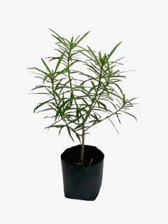 Thevetia Peruviana - comprar online