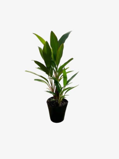 Dracena Rubra