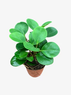 Peperomia Green en internet