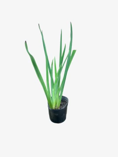 Iris Pseudoacorus - comprar online