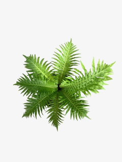 Helecho Blechnum Gibbum Helecho 'Silver Lady' - tienda online