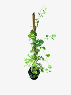 Vinca Major - comprar online