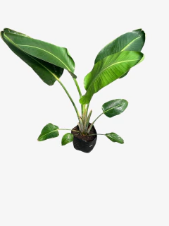 Strelitzia Nicolai - VallsGarden