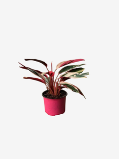 Calathea Stromante Sanguinea - comprar online