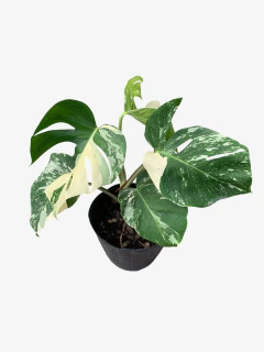 Monstera Variegada en internet