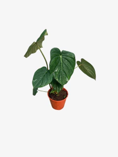 Philodendro Mcdowell - comprar online