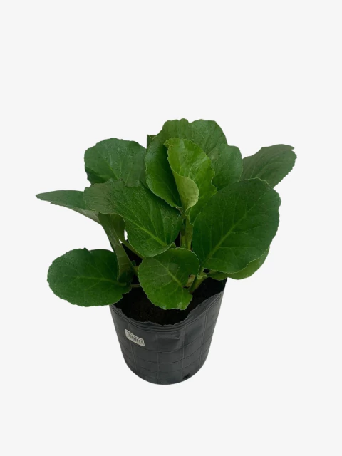 Bergenia Cordifolia - comprar online