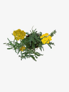 Achillea filipendulina en internet