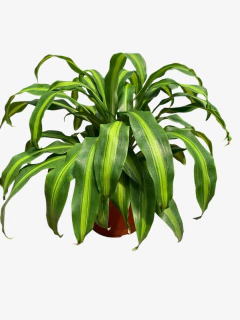 Dracena Masageana en internet
