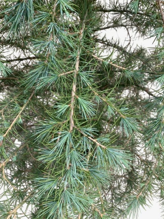 Cedro Deodara - comprar online