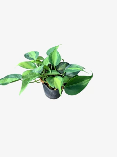 Cordatum Brasilero - tienda online