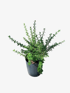 Serisea Foetida Variegata Alba - comprar online