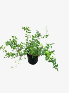 Abelia Grandiflora