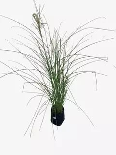 Miscanthus Sinensis Gracillimus - tienda online