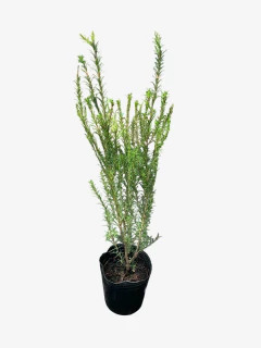 Melaleuca linearifolia - VallsGarden