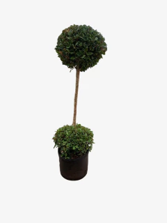 Eugenia Topiaria 2 Bochas - VallsGarden