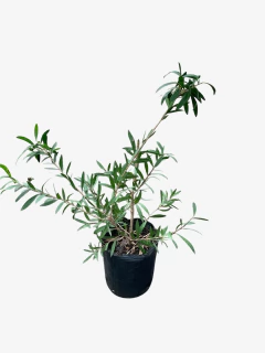 Callistemon Llila - VallsGarden