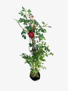 Rosal Trepador - comprar online