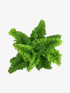 Adiantum - comprar online
