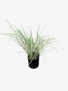 Miscanthus sinensis Variegata en internet