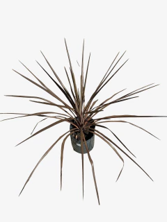 Cordyline australis rubra (dracena) - comprar online