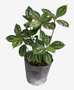 Pilea Sandia - comprar online